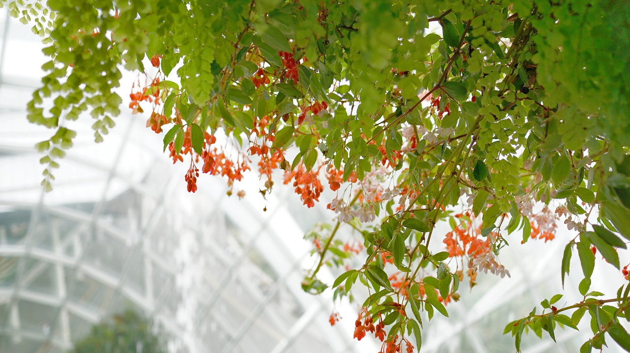 climbing plants flower vines free photo