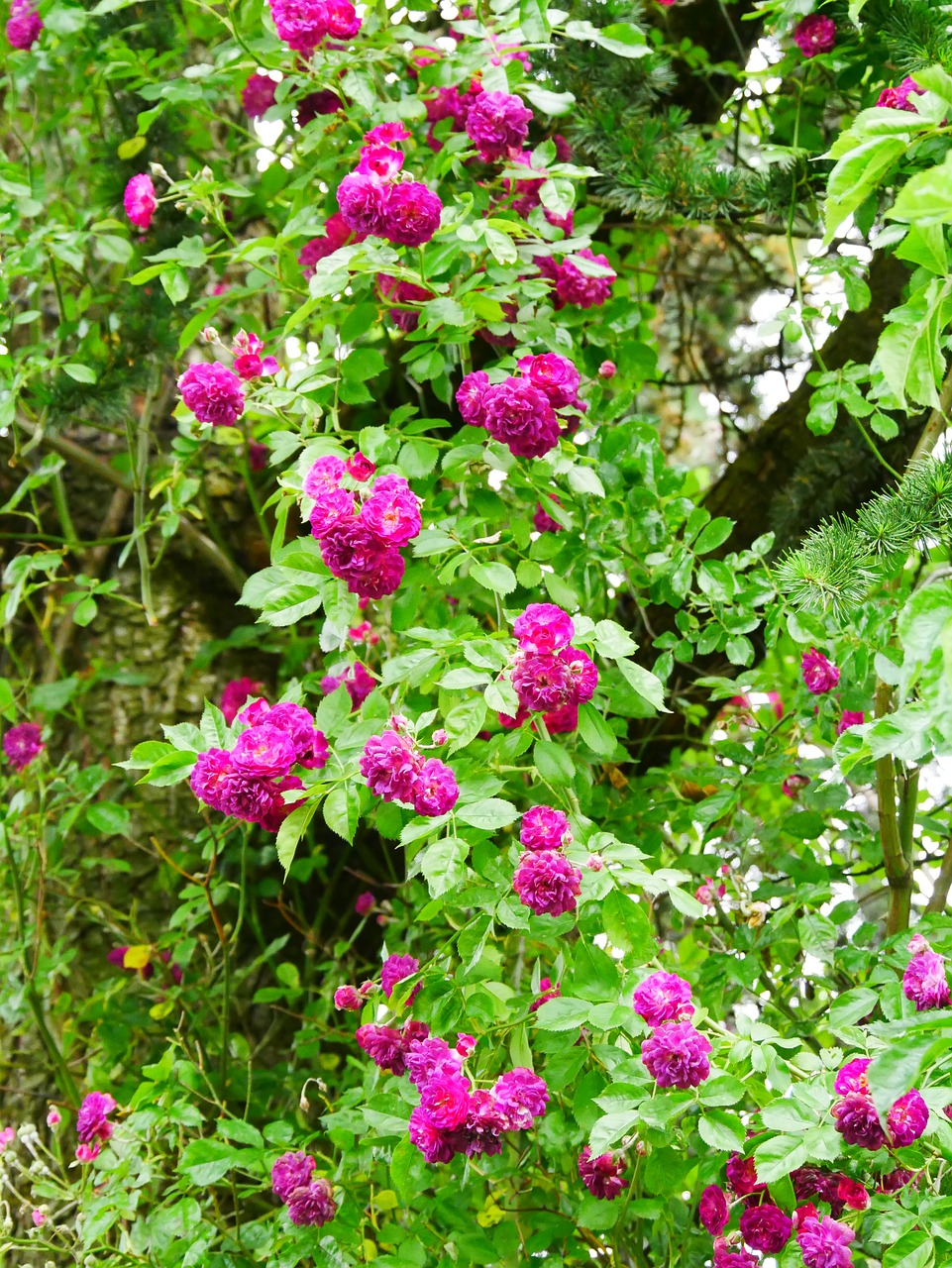 climbing rose roses romantic free photo