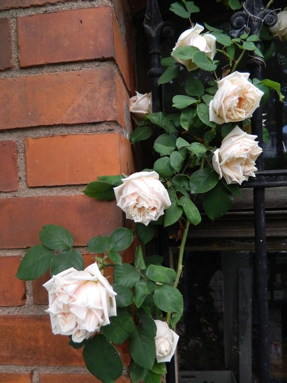 climbing rose romantic rose blooms free photo