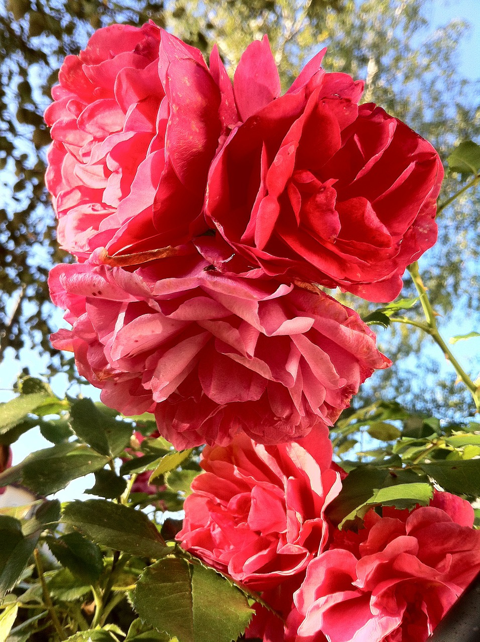 climbing rose rose garden free photo