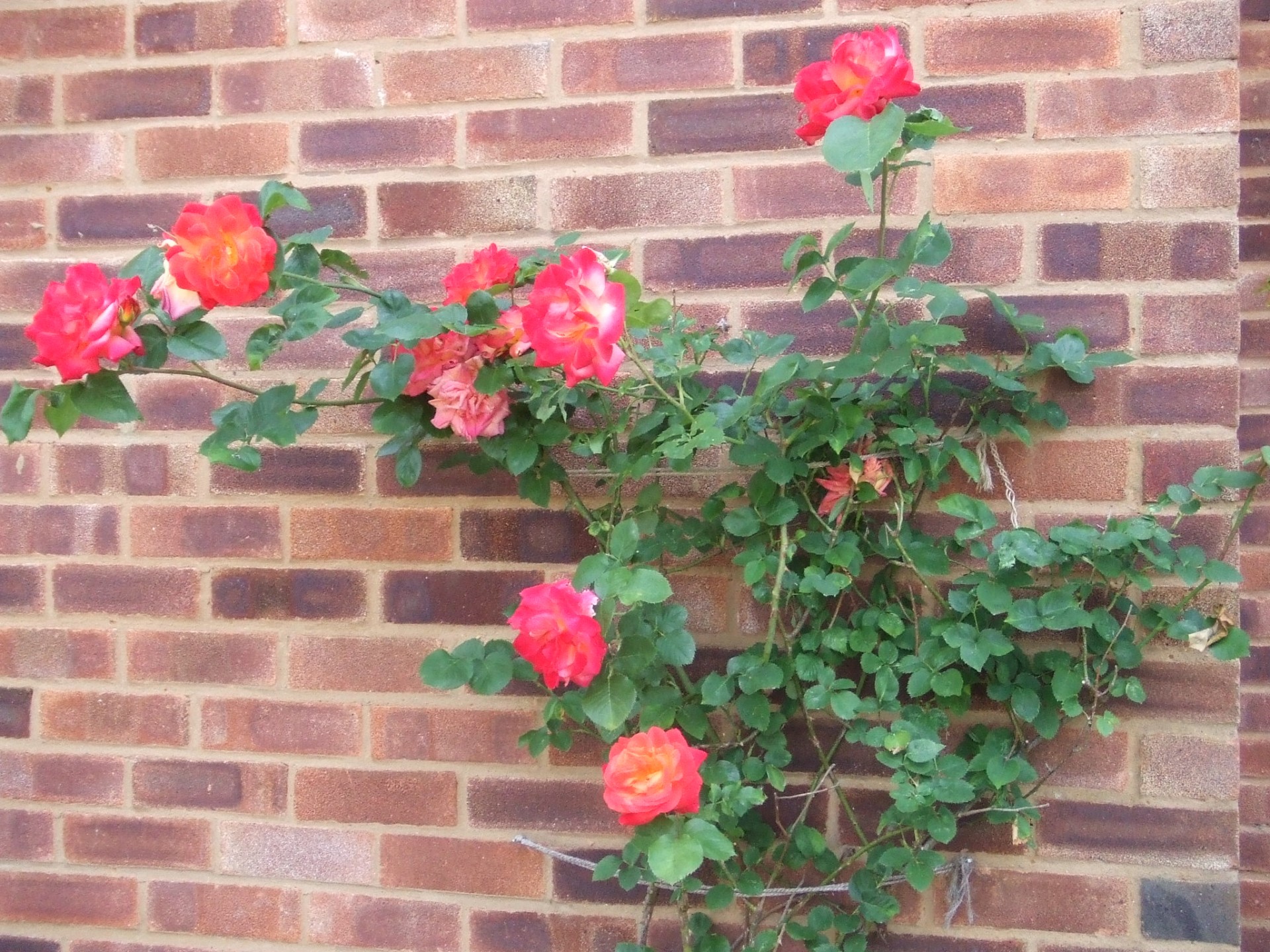 rose brick wall free photo