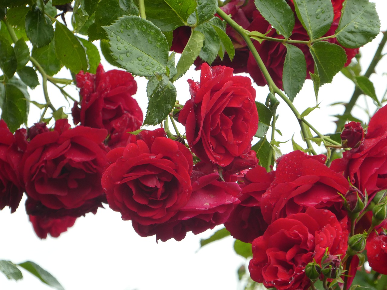 climbing roses red filled free photo