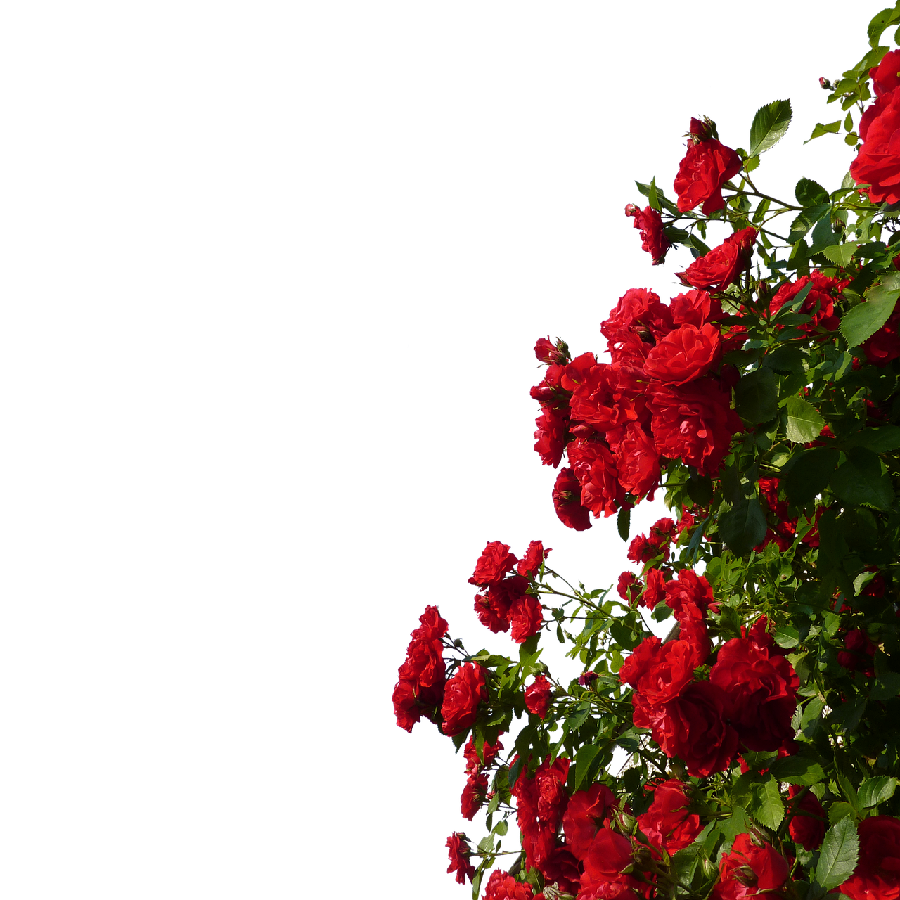 climbing roses red flowers free photo