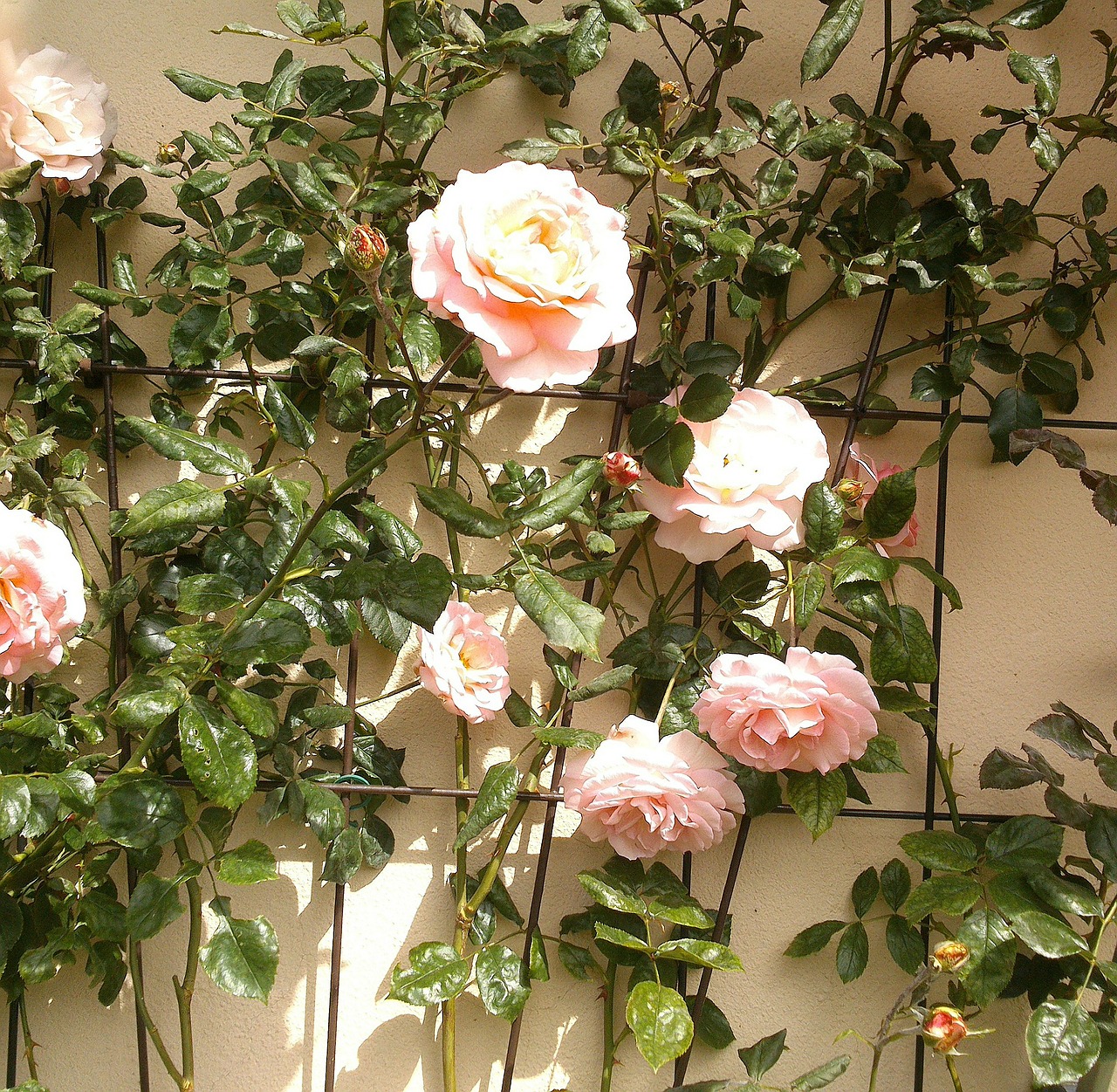 climbing roses pink garden free photo