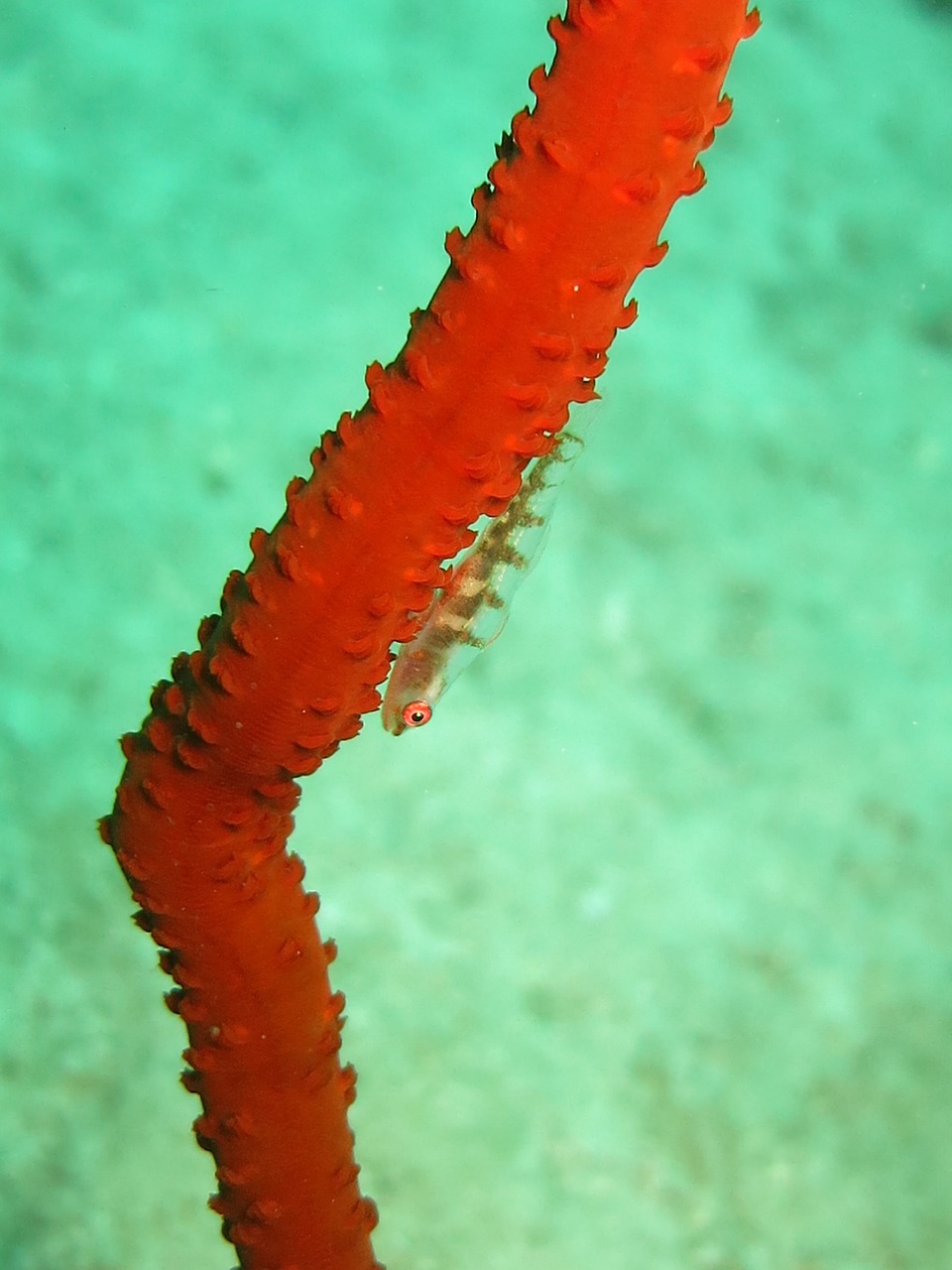 clingfish whip coral coral free photo