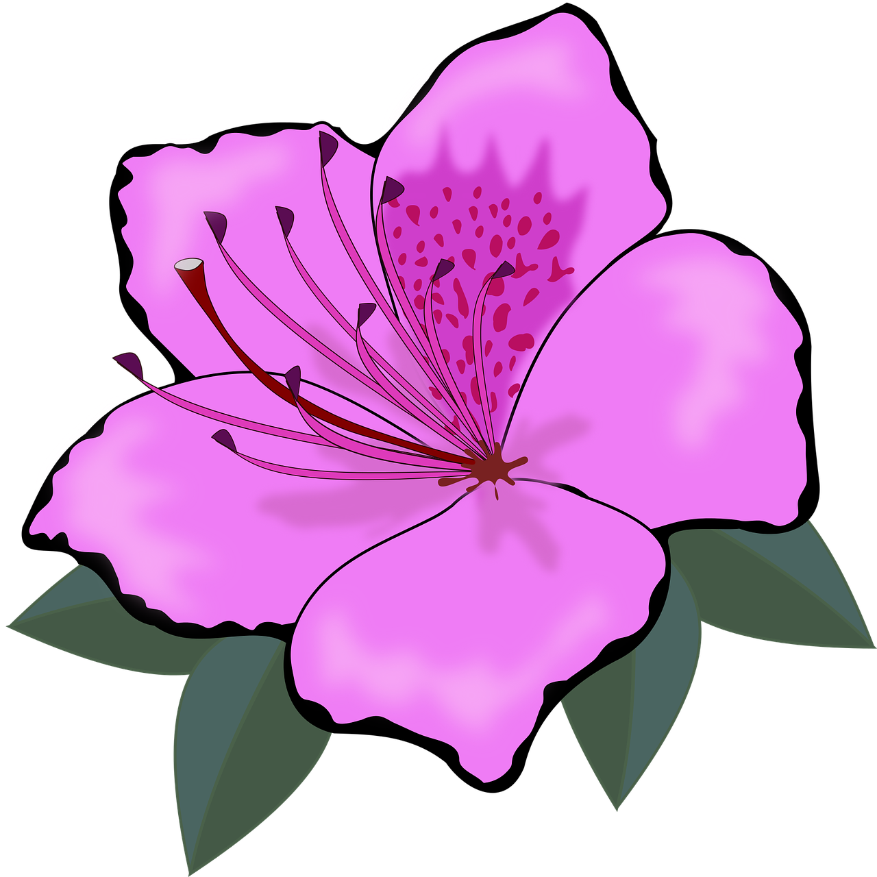 clip art flor flora free photo