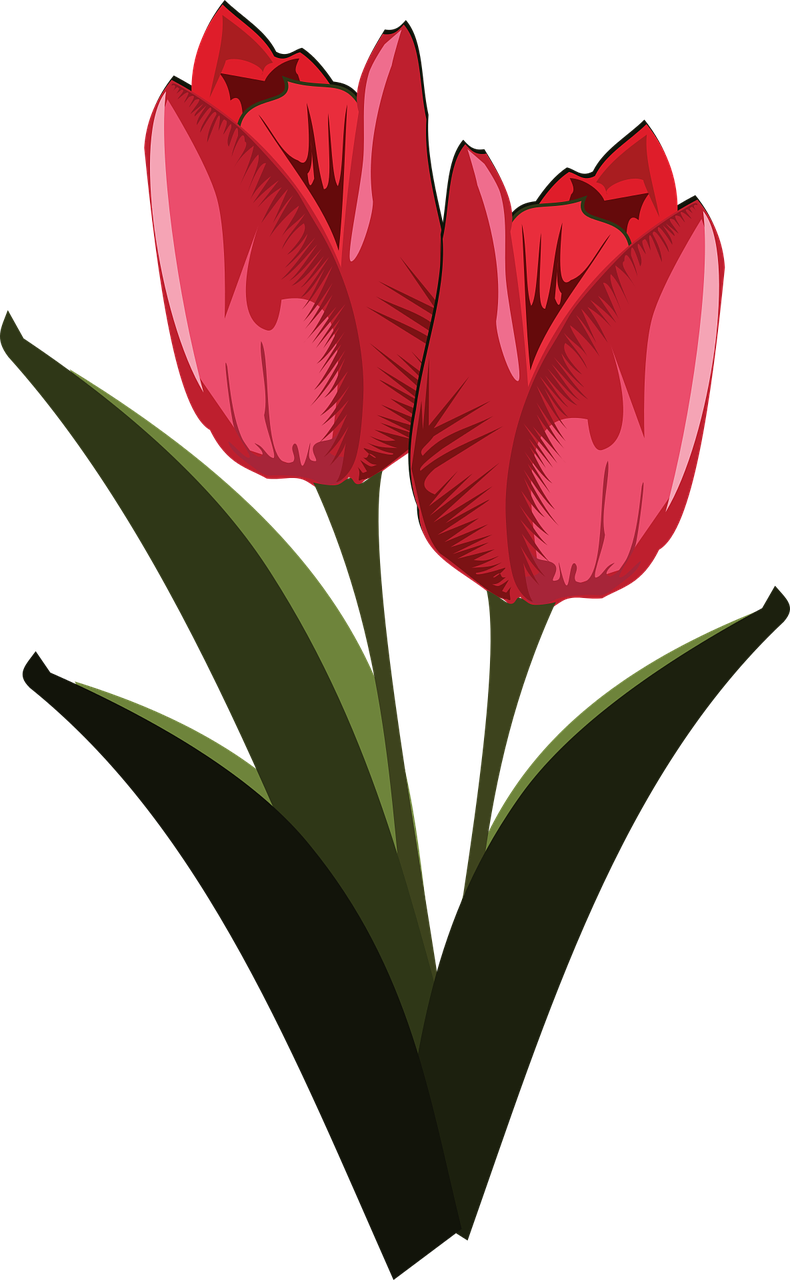 clip art flor flora free photo