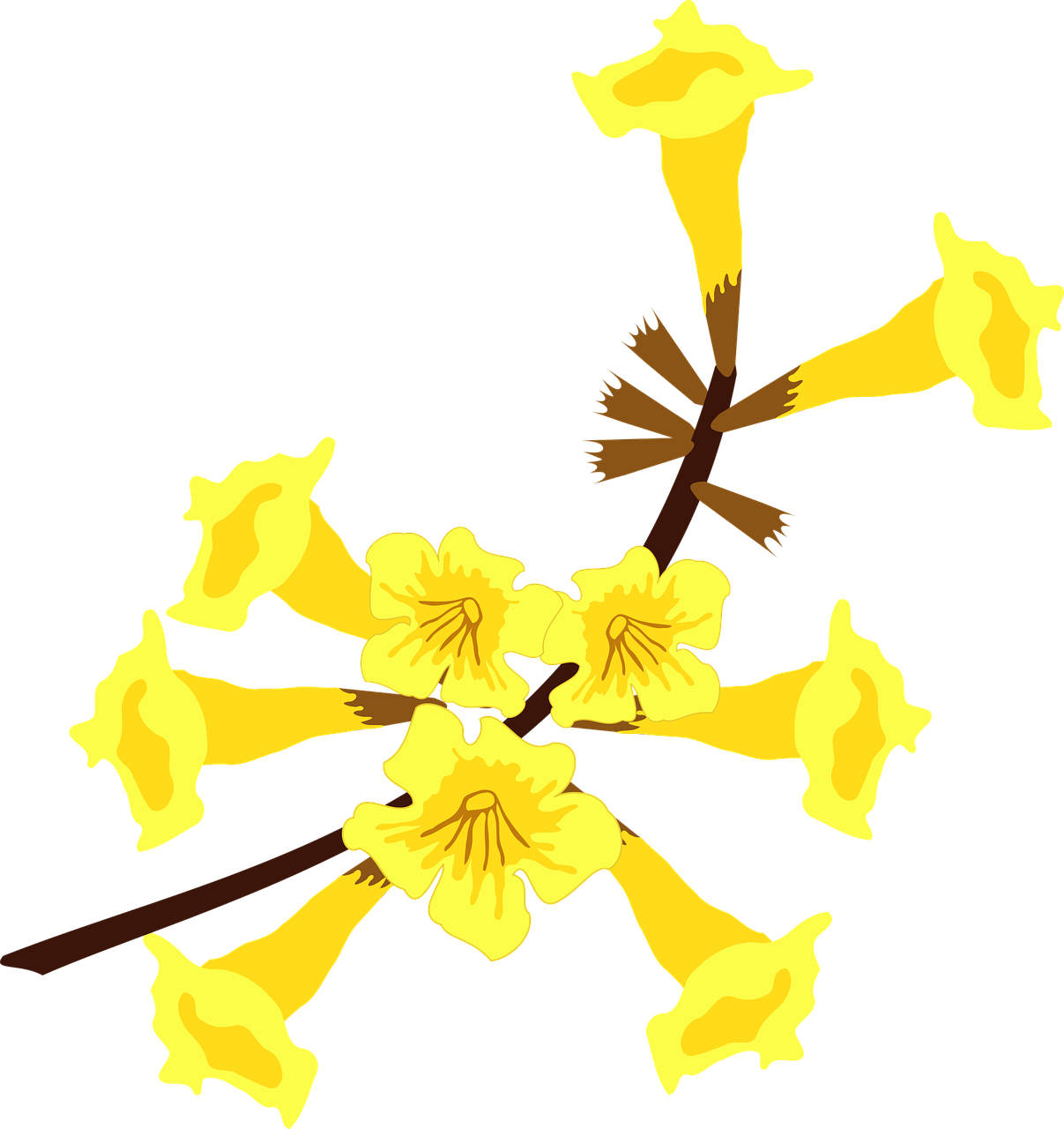 clip art flor flora free photo