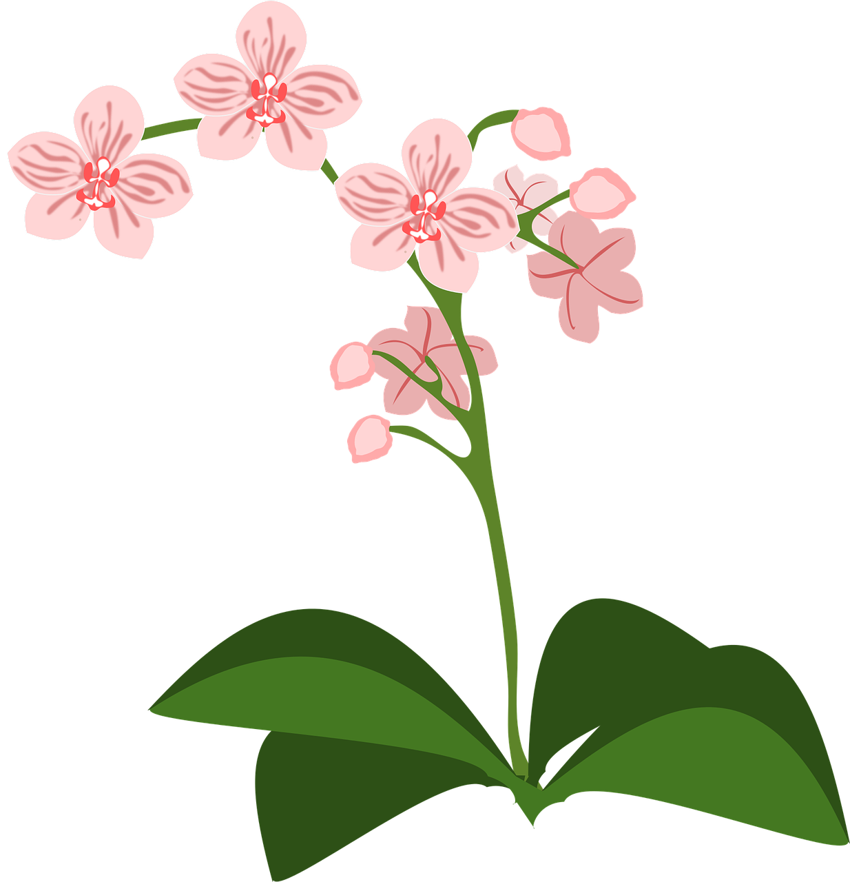 clip art flor flora free photo