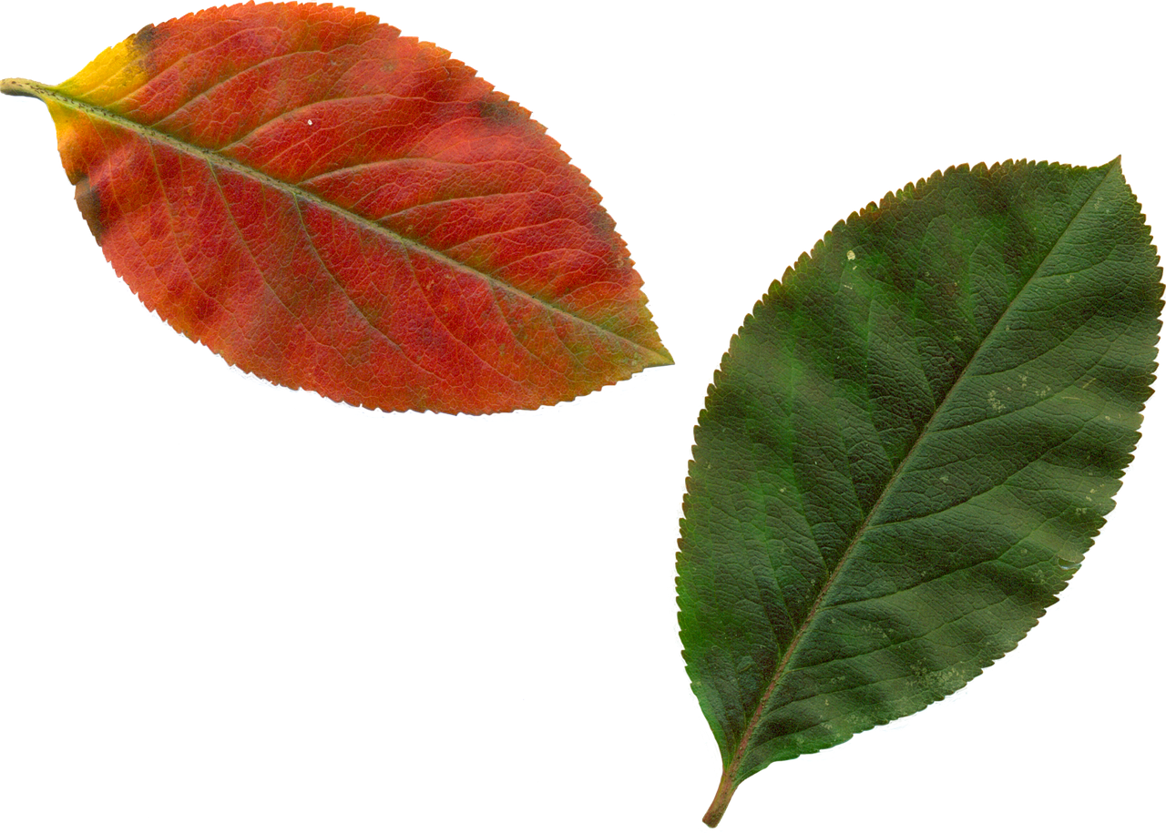 clipart leaves autumn leaves free photo
