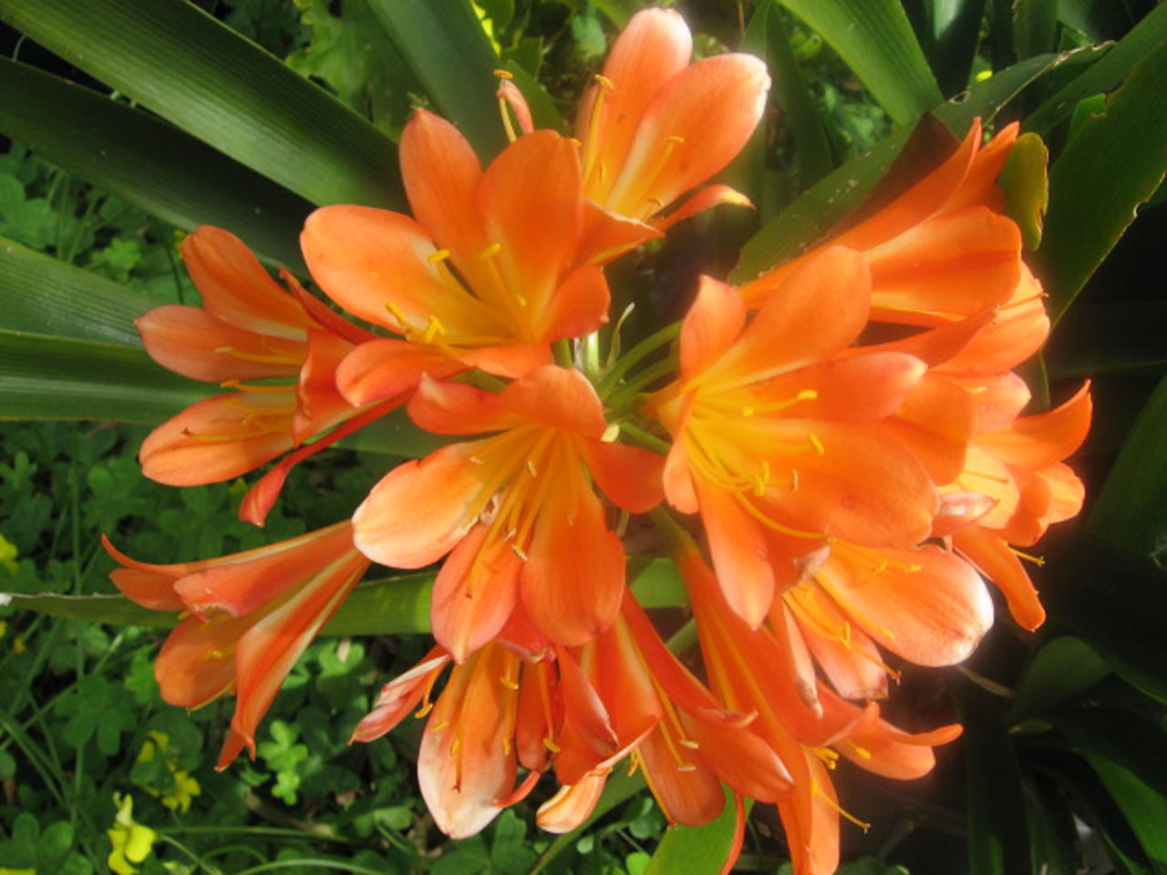 clivia orange flower free photo