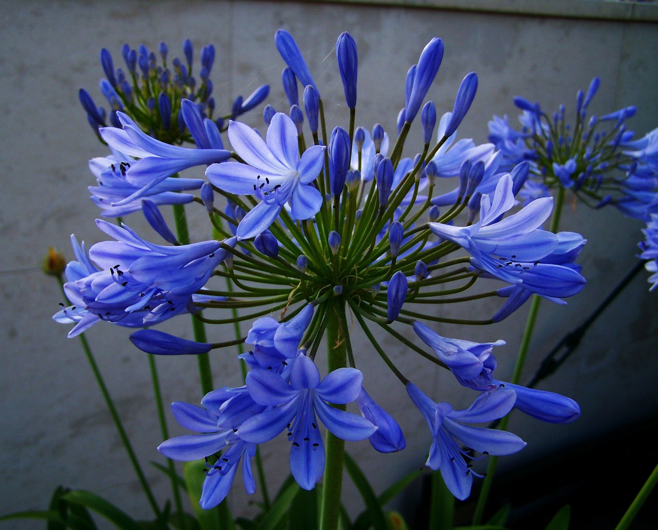 clívia blue flower summer flower free photo