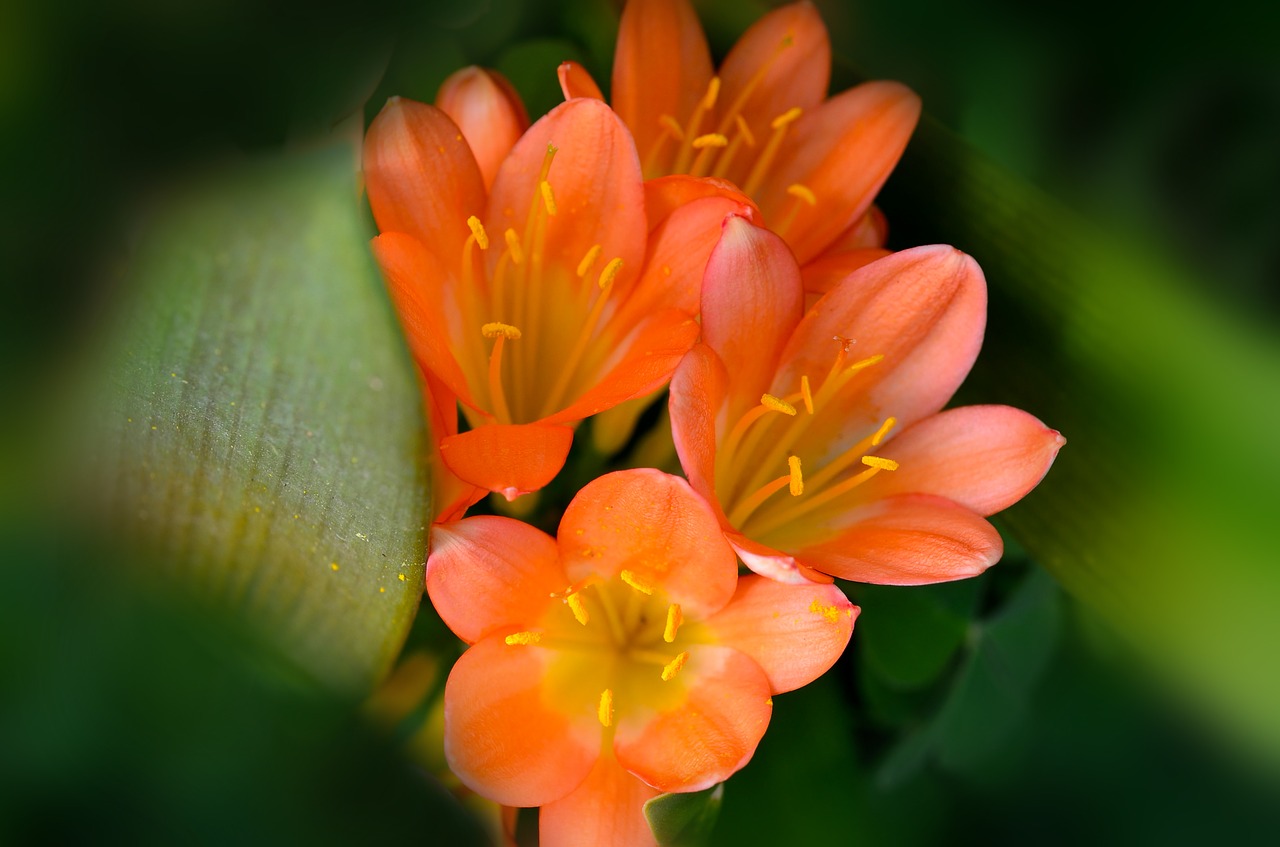 clivia flowers nature free photo