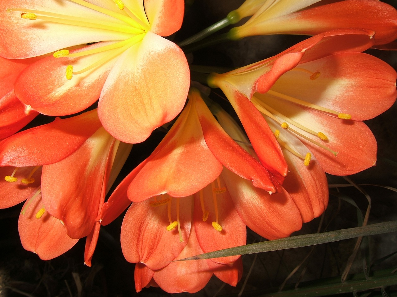 clivia vegetation nature free photo