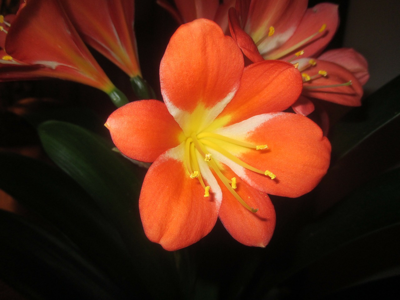 clivia flowers orange free photo