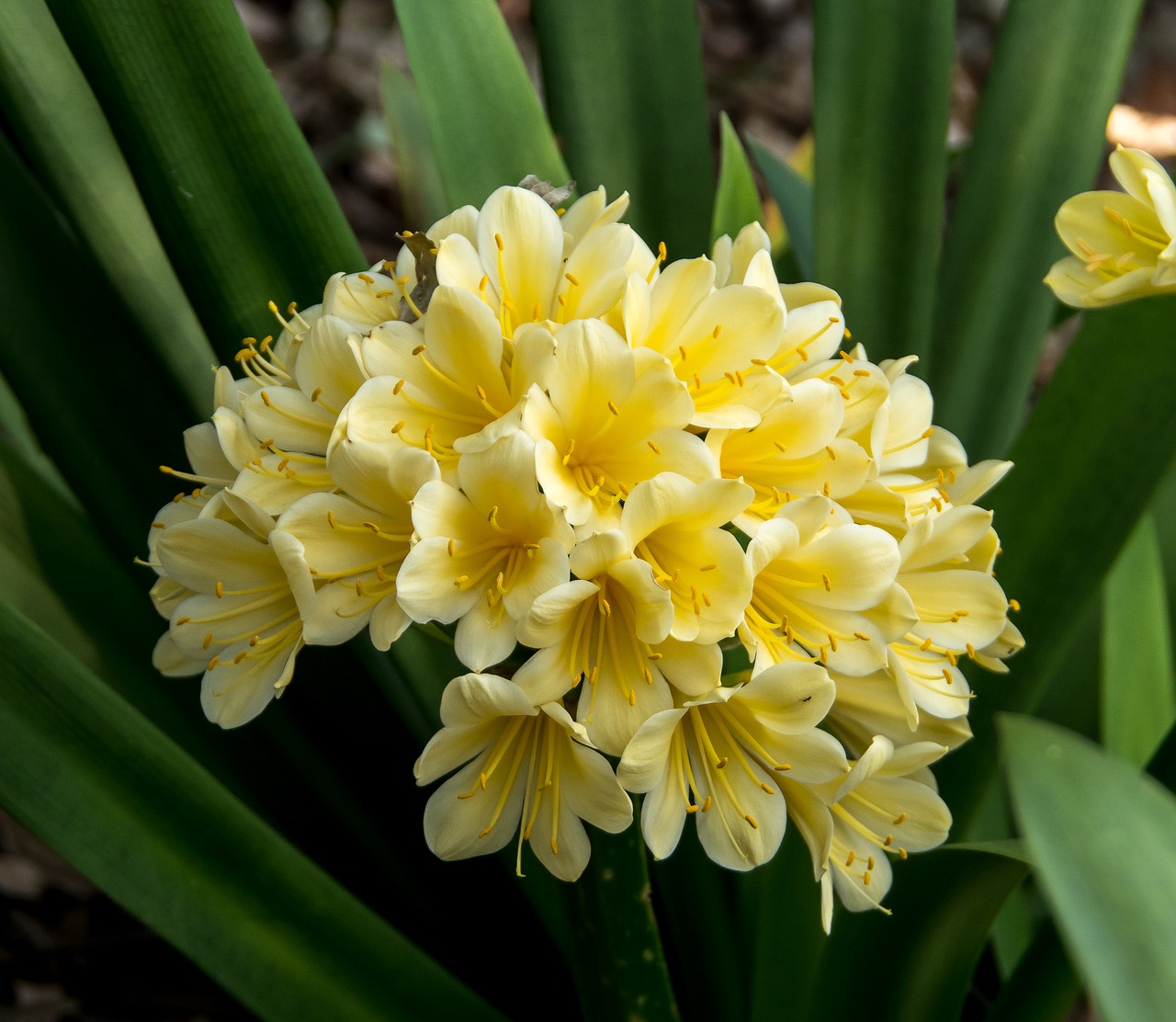 clivia yellow bulb free photo