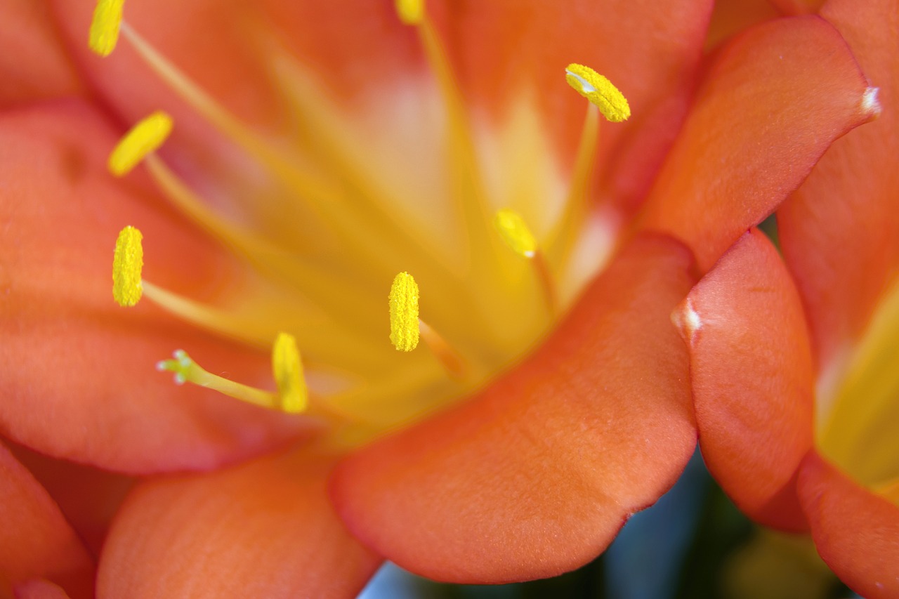 clivia  macro  pistils free photo