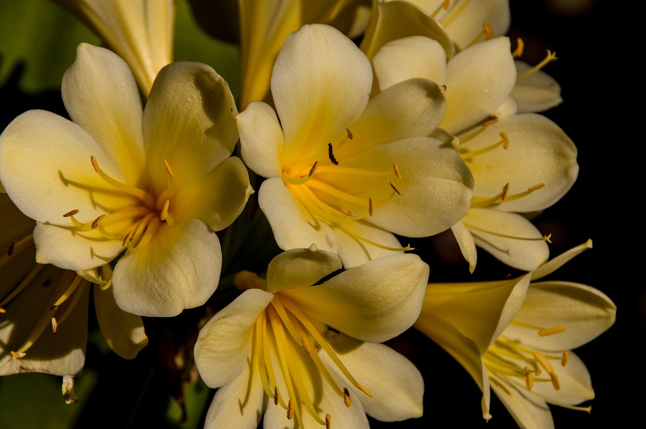 clivia yellow bulb free photo