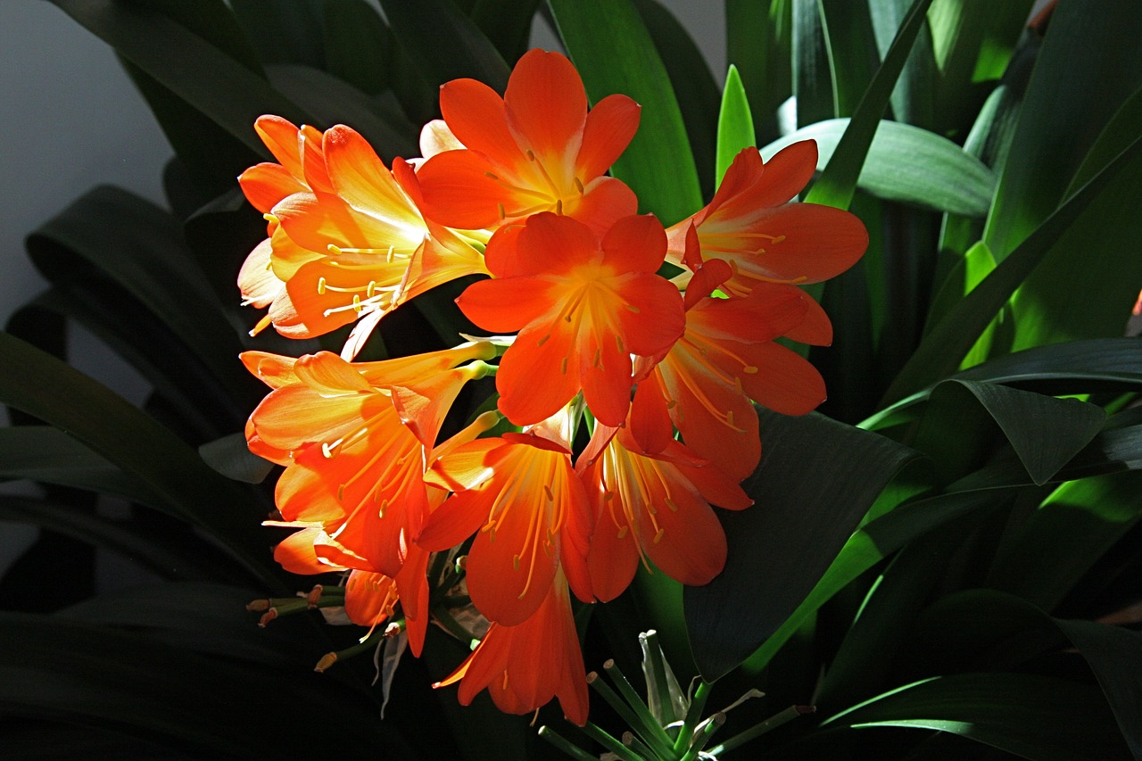 clivia flower backlighting free photo