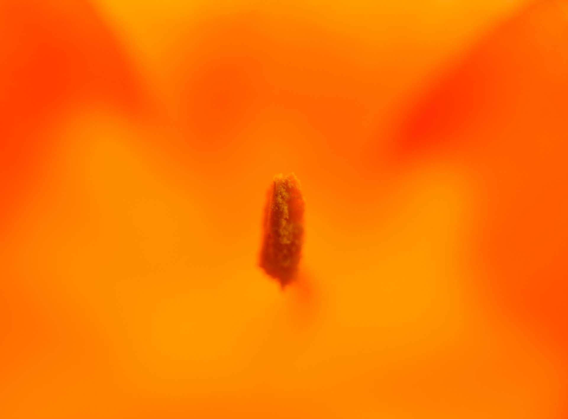 flower color orange free photo
