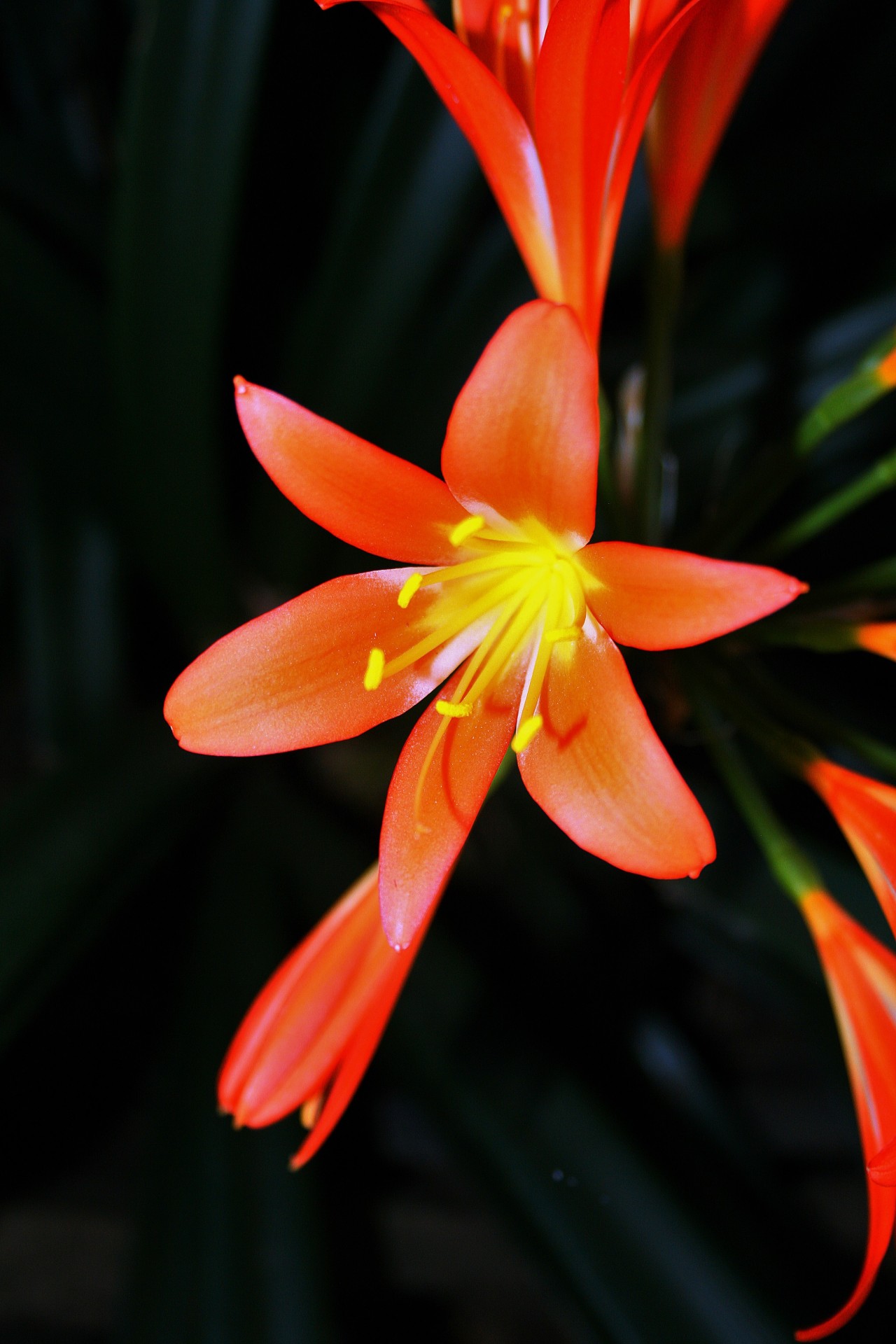 flower lily bush free photo