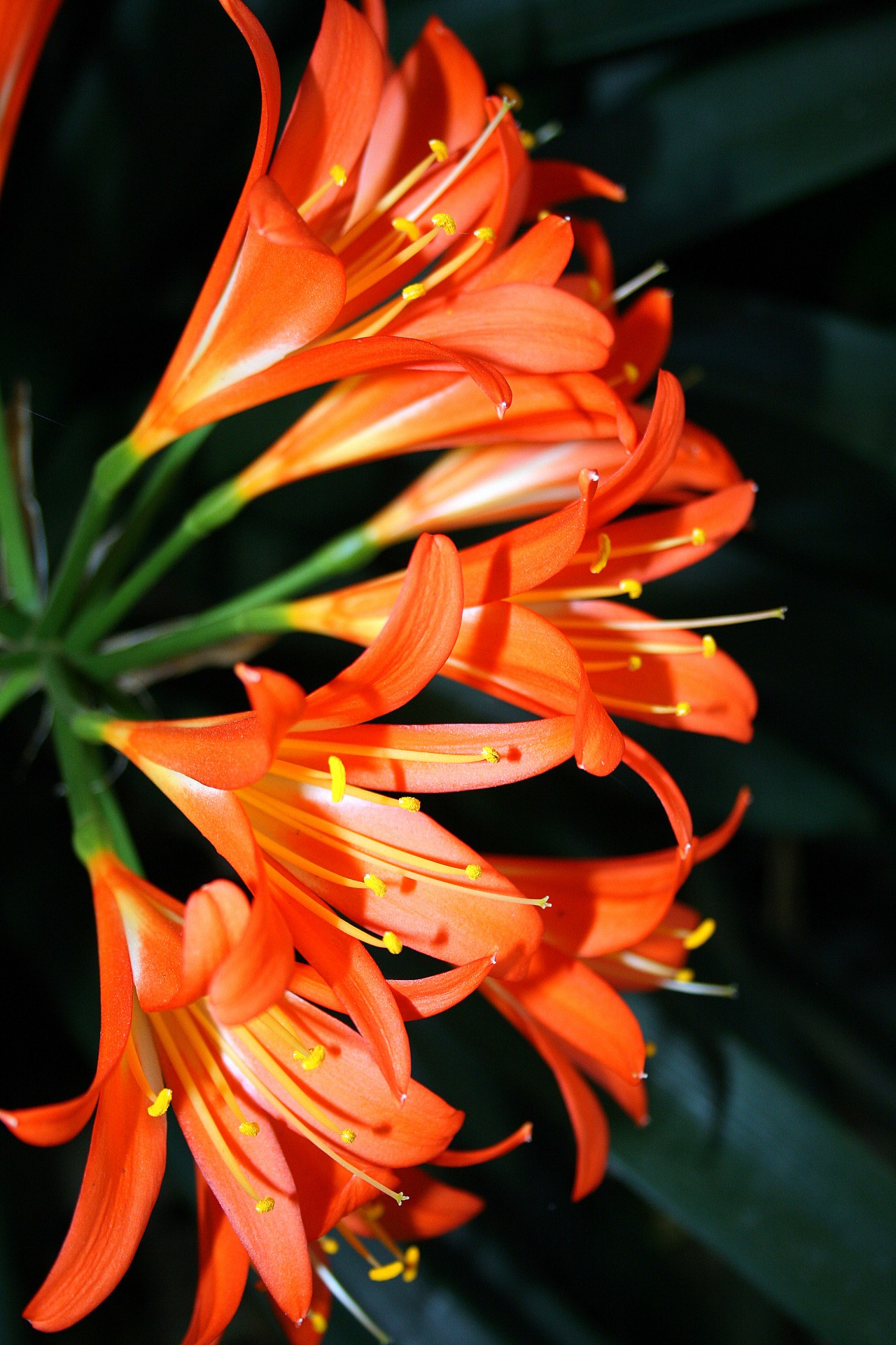 flowers lilies cluster free photo