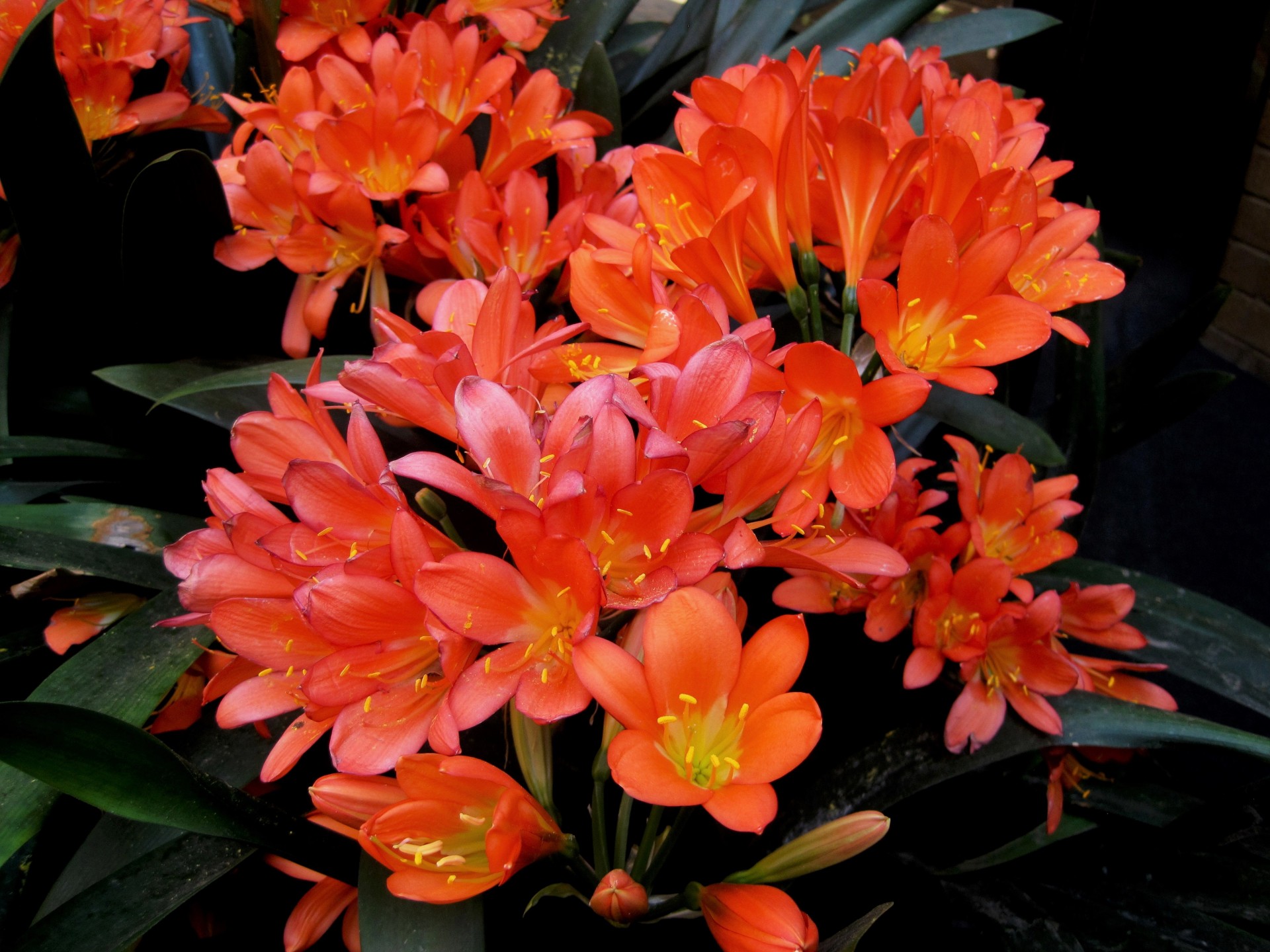 flowers clivia miniata orange free photo