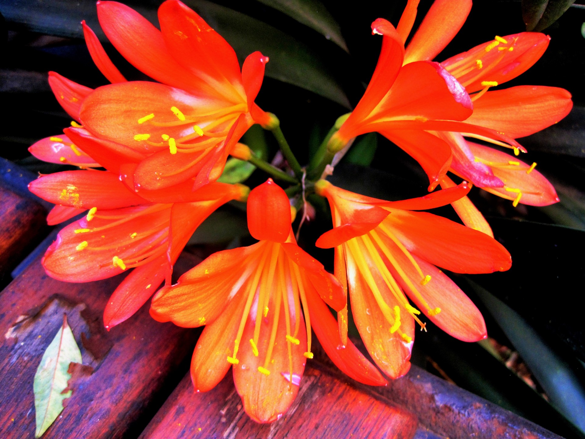 lilies clivia miniata orange free photo