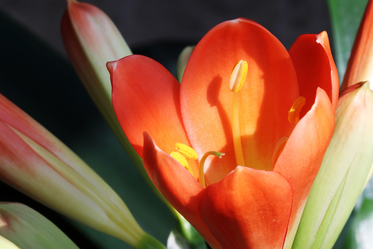 clivia miniata  flower  flowers free photo