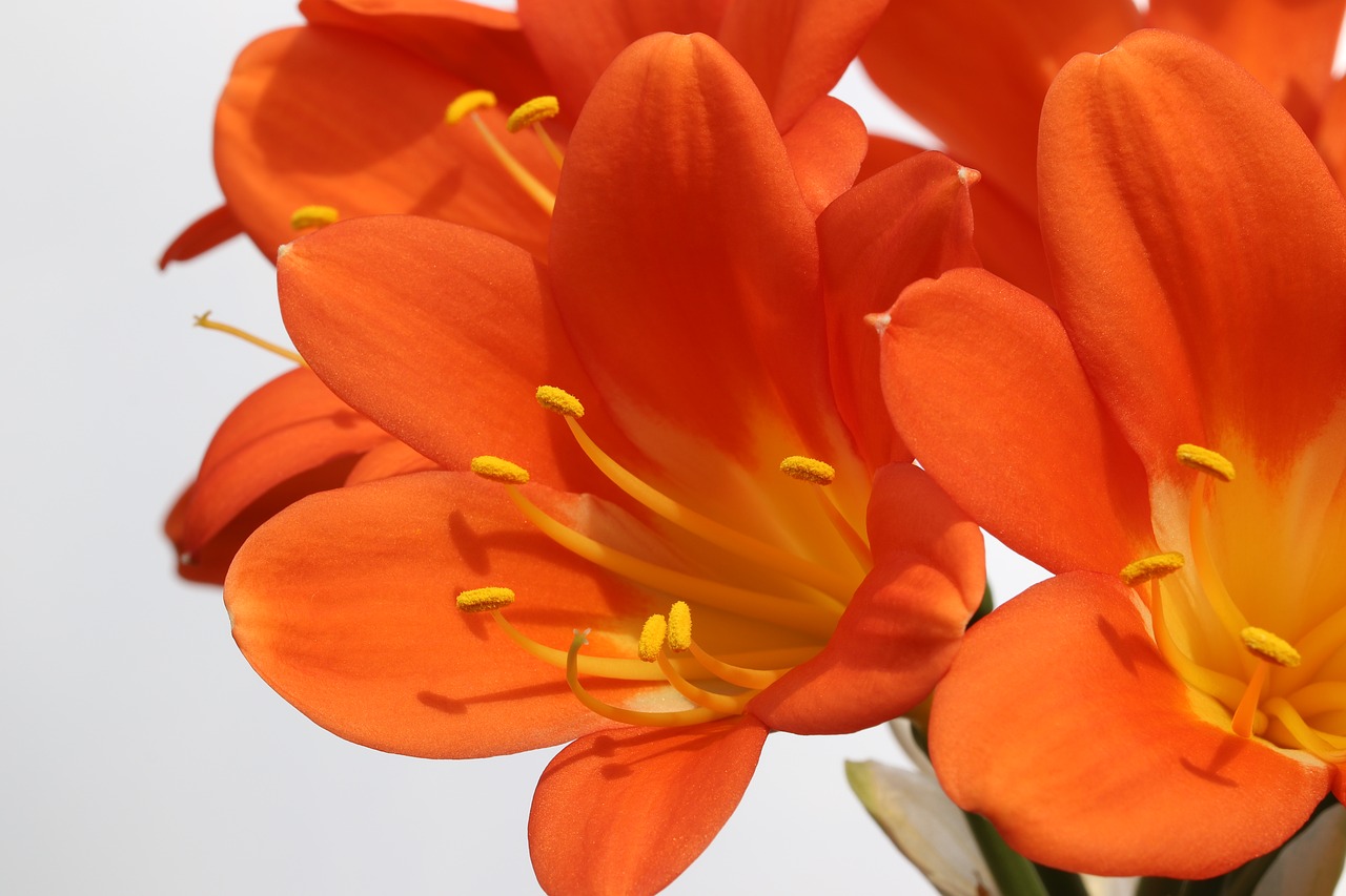 clivia miniata  flowers  beautiful free photo