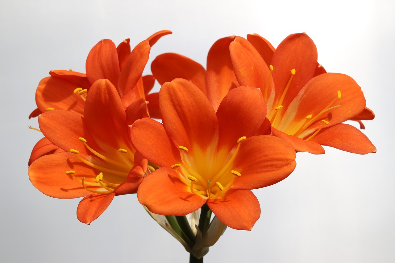 clivia miniata  flowers  beautiful free photo