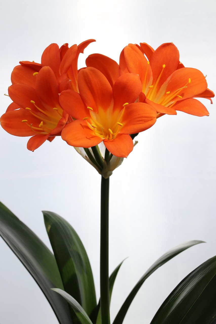 clivia miniata  flowers  beautiful free photo