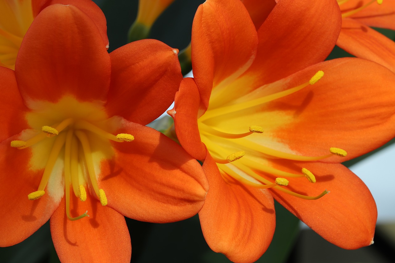 clivia miniata  flowers  beautiful free photo