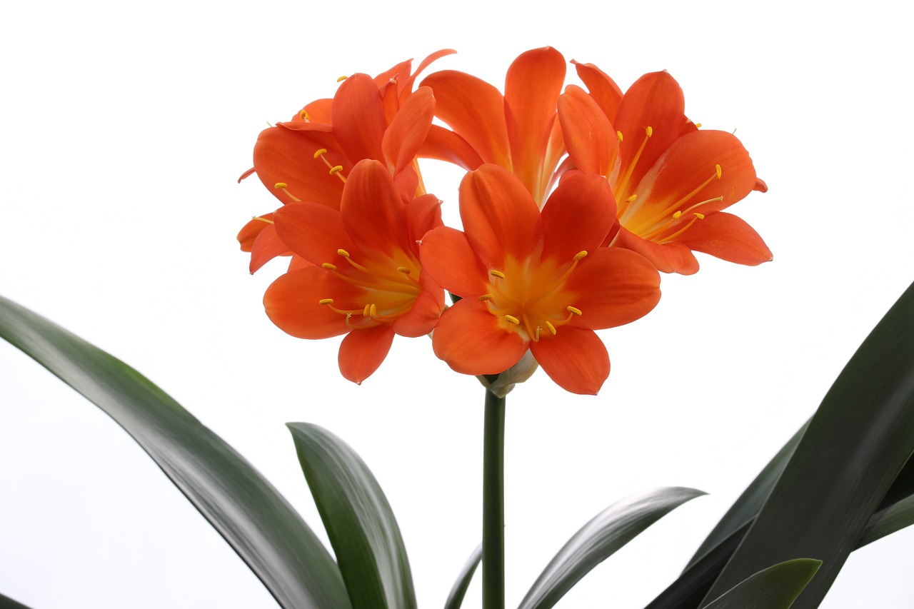 clivia miniata  flowers  beautiful free photo