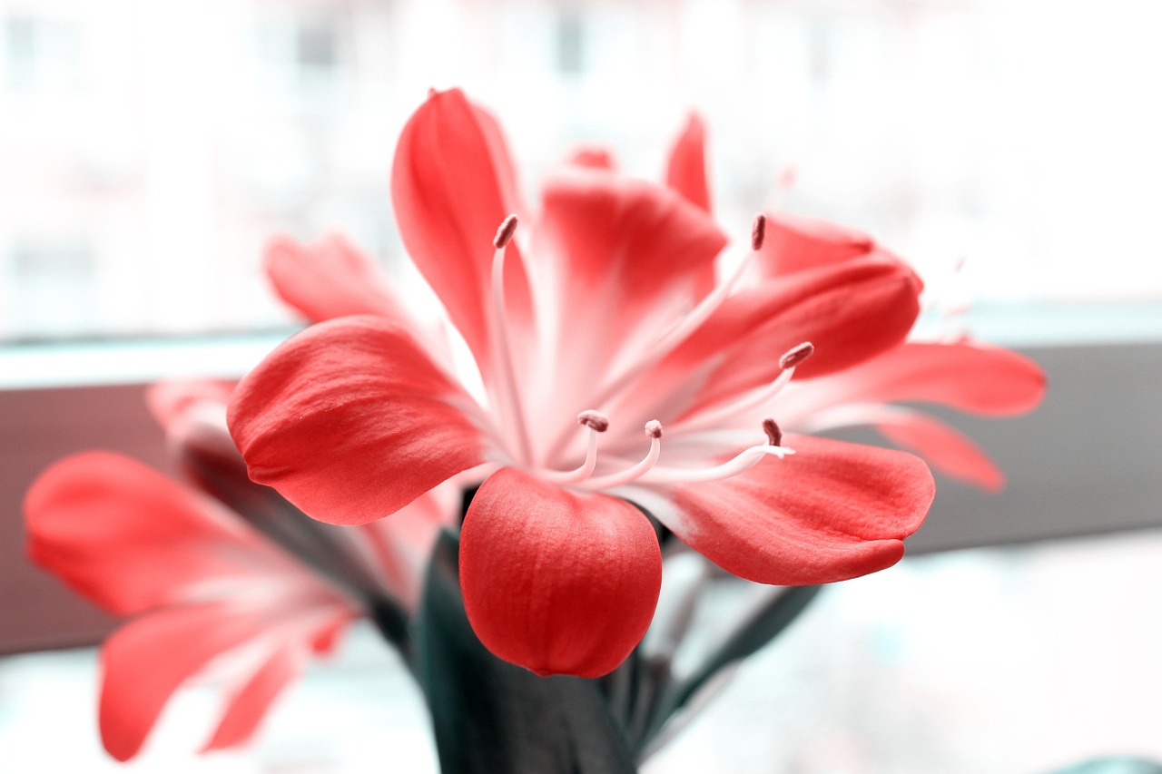 clivia miniata color po flowers free photo