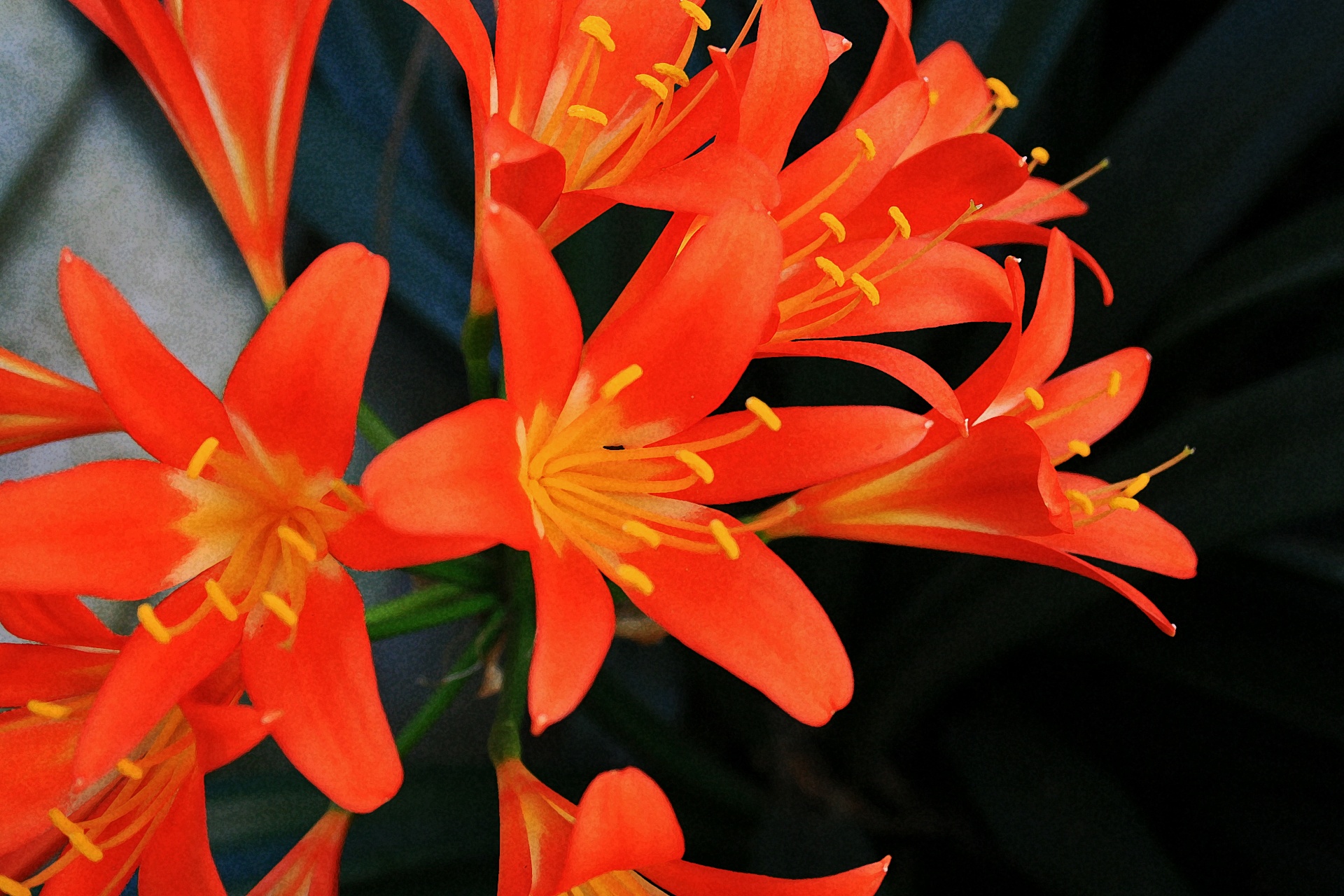 flowers lilies red free photo