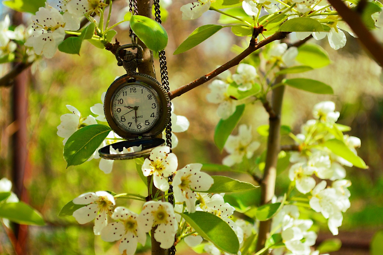 clock  spring  time free photo