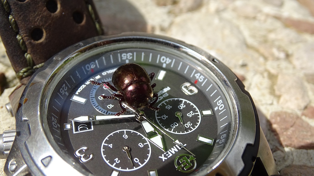 clock beetle time free photo