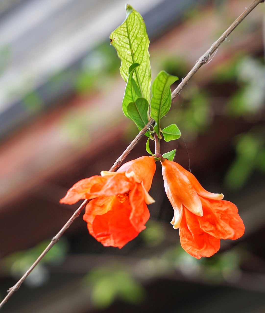 clockvine  pomegranate  flower free photo