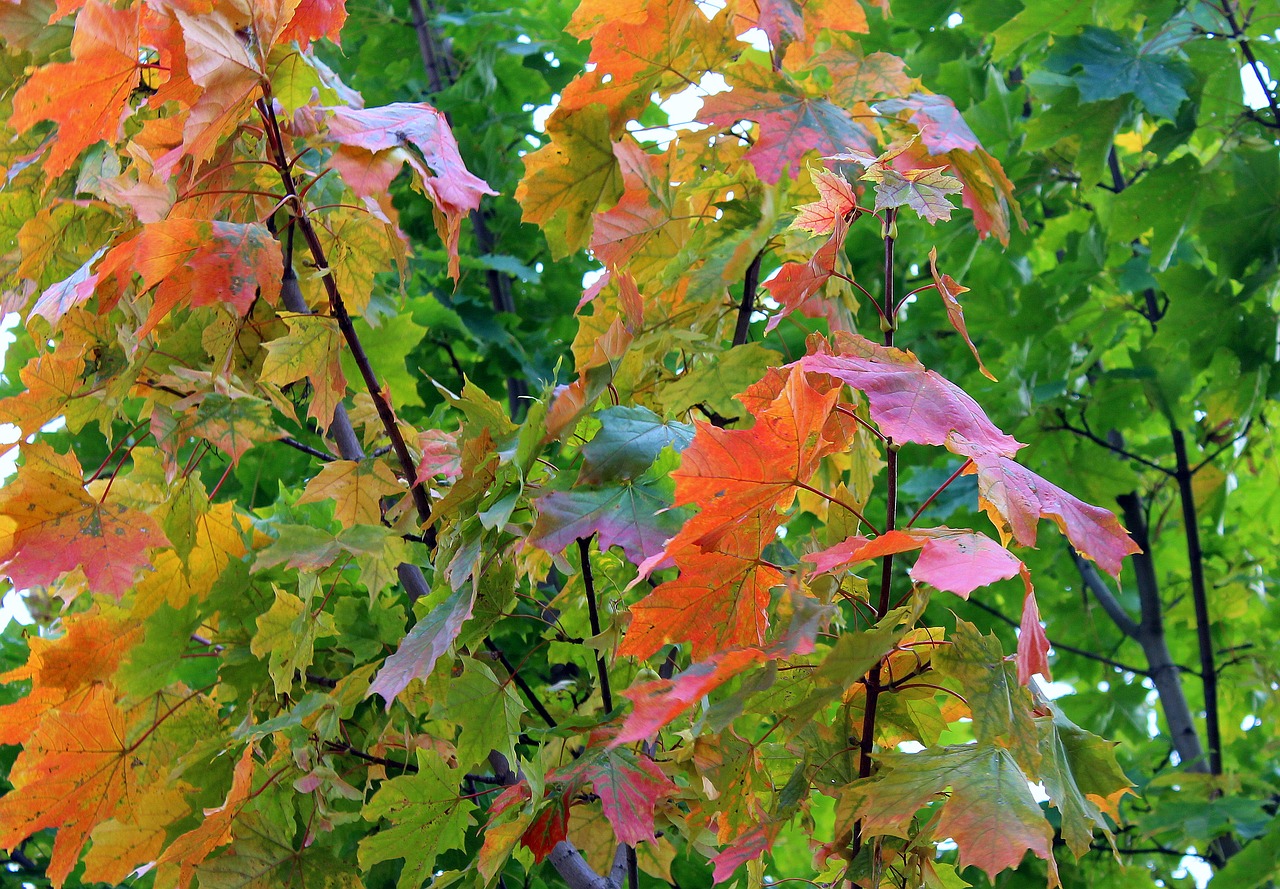 clone maple leaves the beginning of autumn free photo