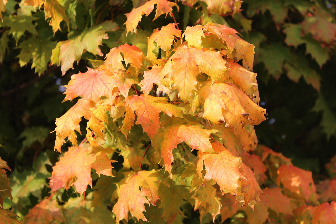 clone maple leaves autumn free photo