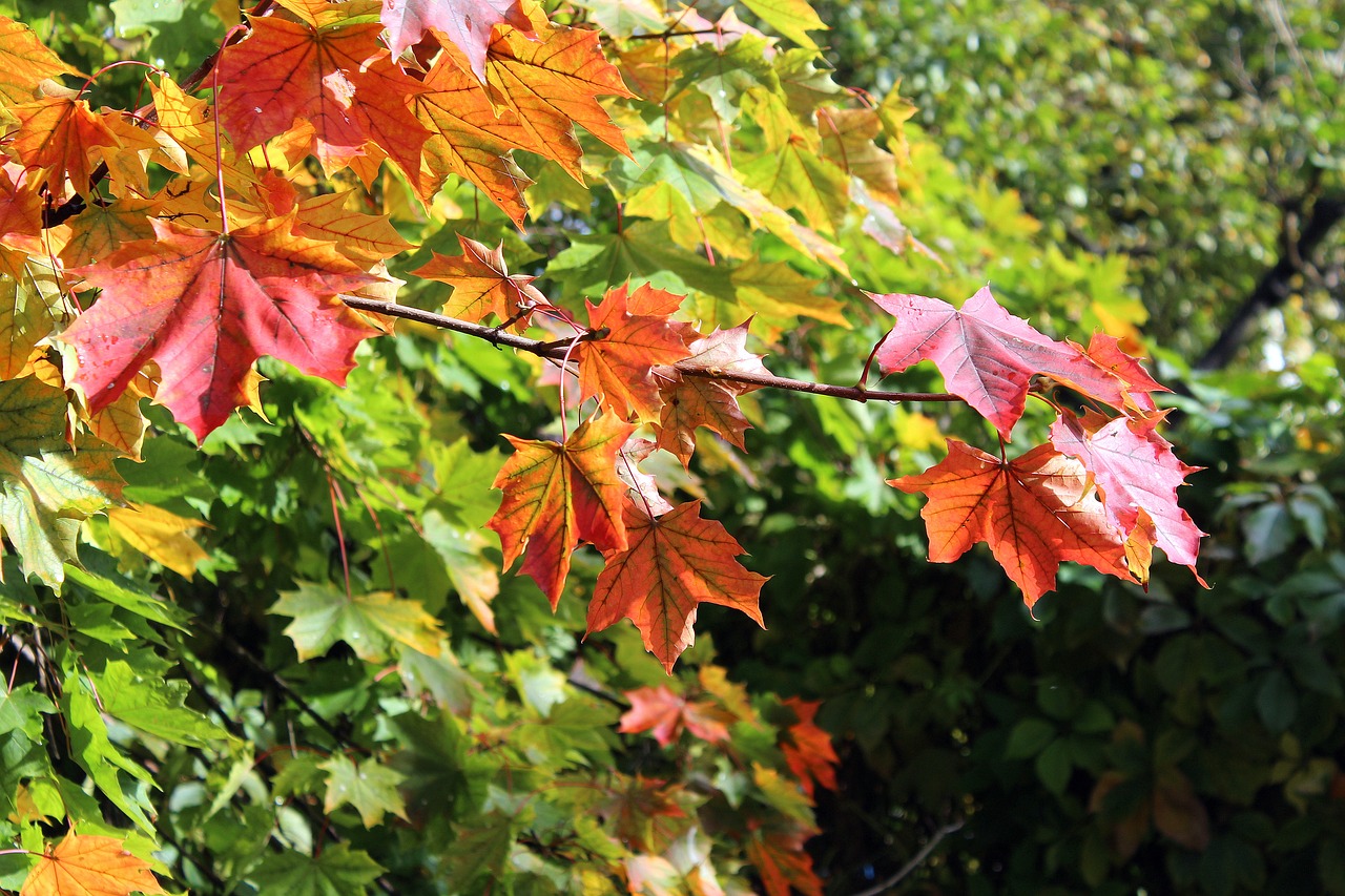 clone foliage autumn leaves free photo