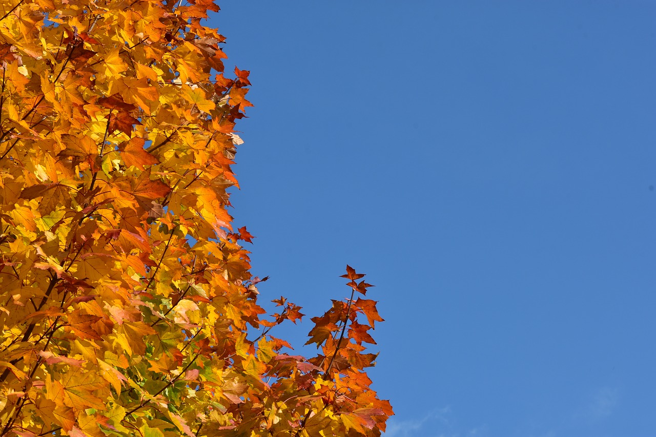 clone tree autumn free photo