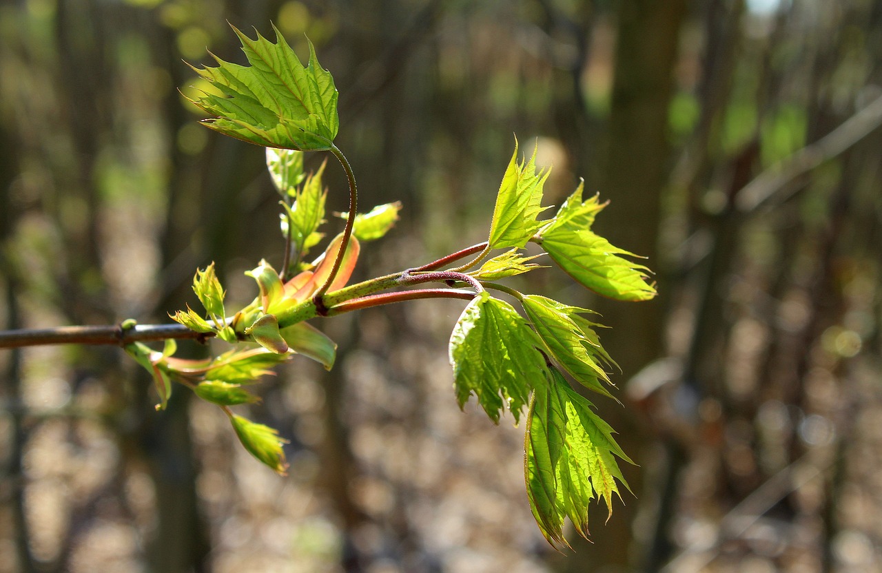 clone  sapling  spring free photo