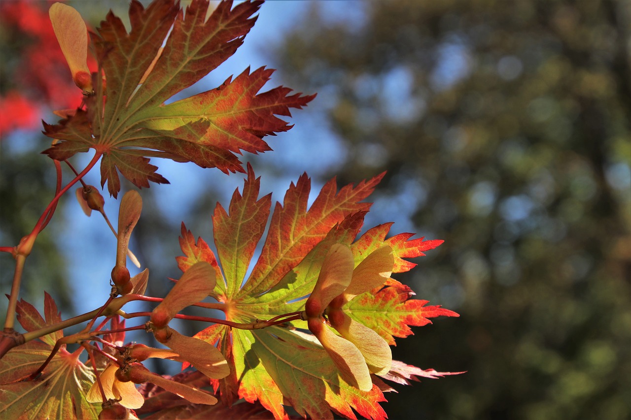 clone  foliage  in the fall free photo