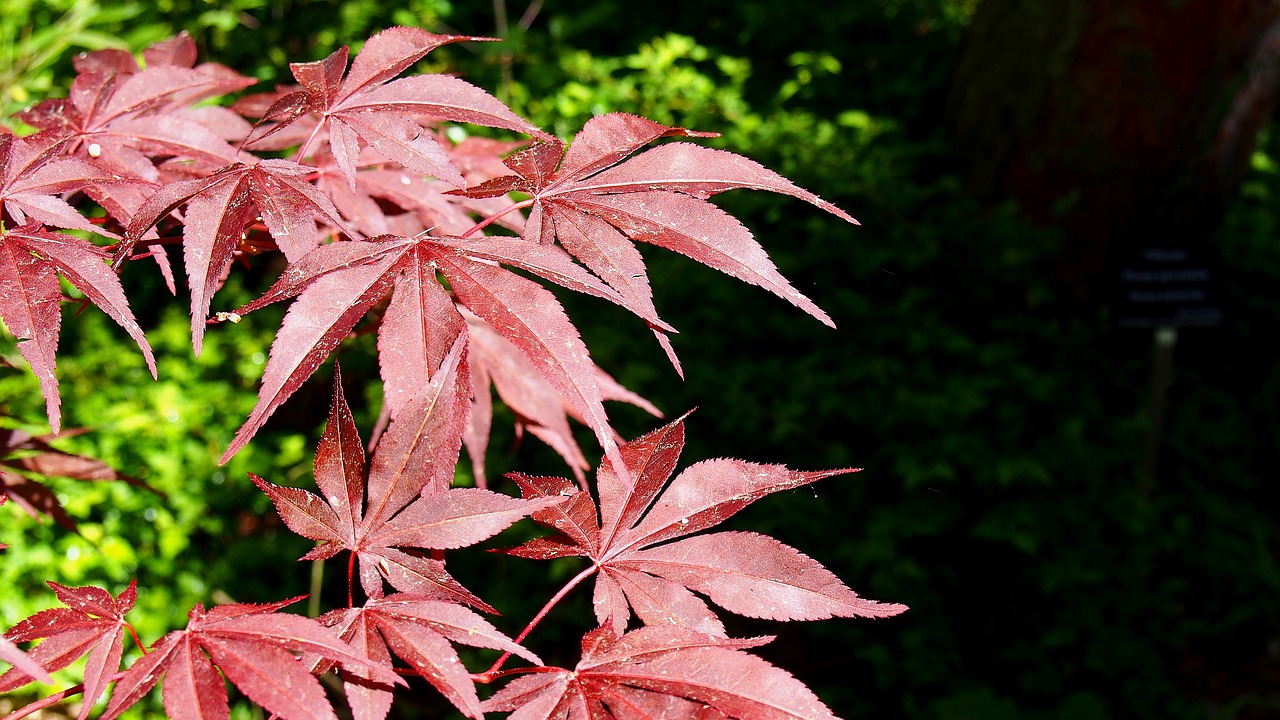 clone palm foliage red free photo