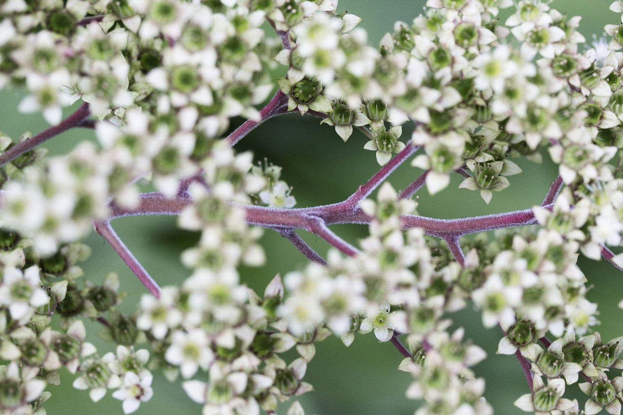 flower plant white free photo