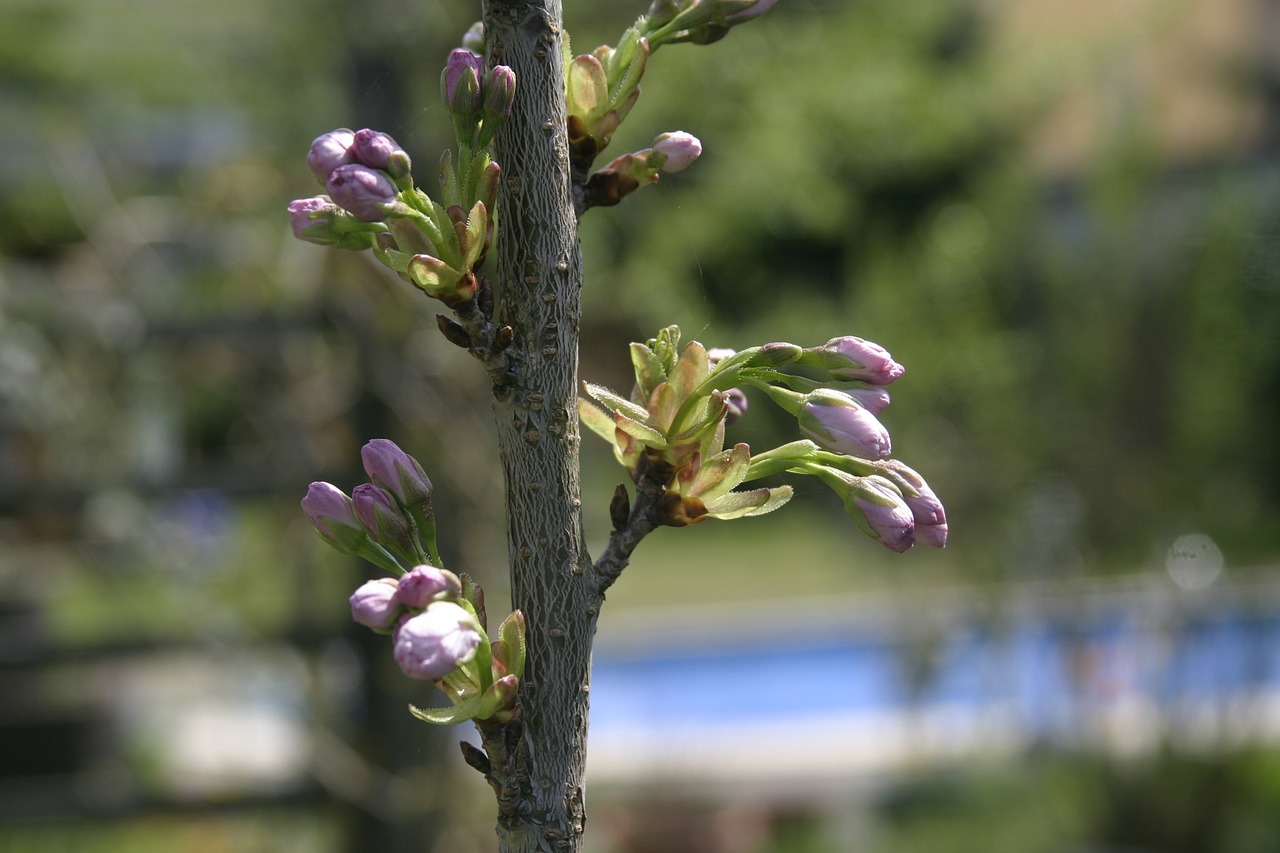 close spring blossom free photo