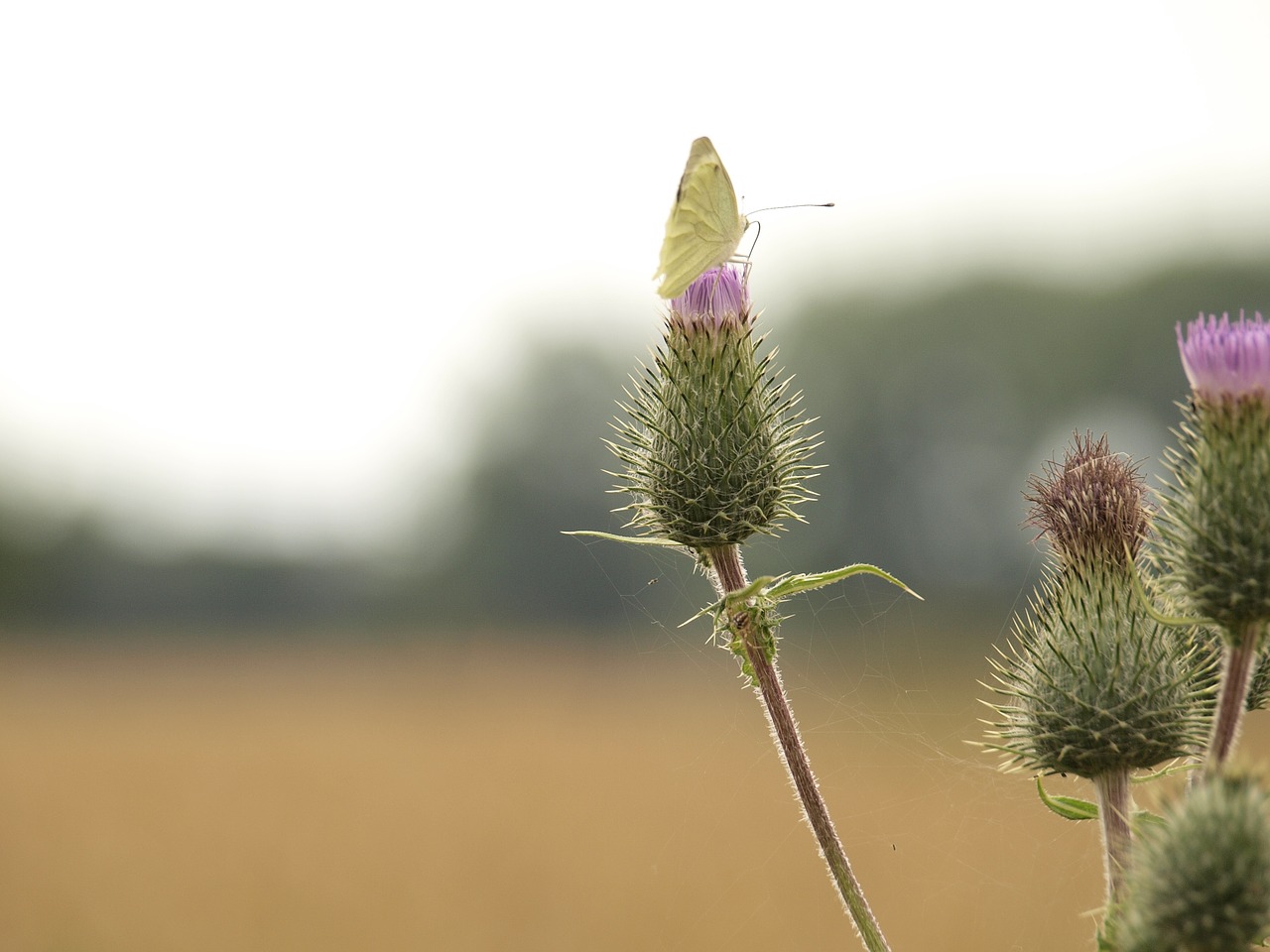 close butterfly thistle free photo