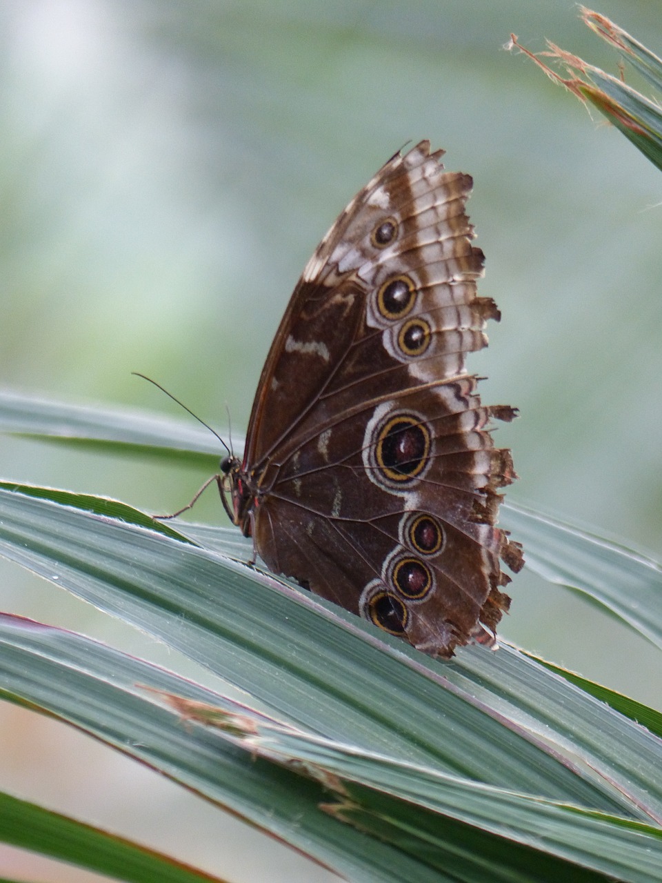 close butterfly insect free photo